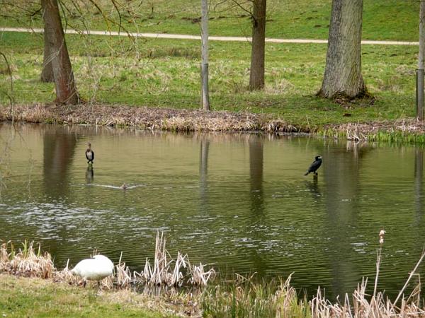 19. Always plenty of bird life on the lake.jpg - Plenty of bird life on the lake